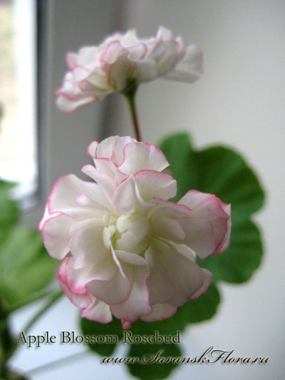 Apple Blossom Rosebud